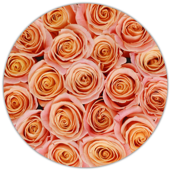 Small - Peach Roses - White Box - The Million Roses Slovakia