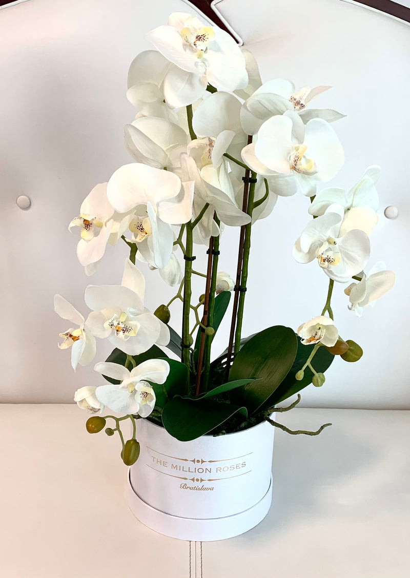 Biela orchidea v bielom boxe - The Million Roses Slovakia