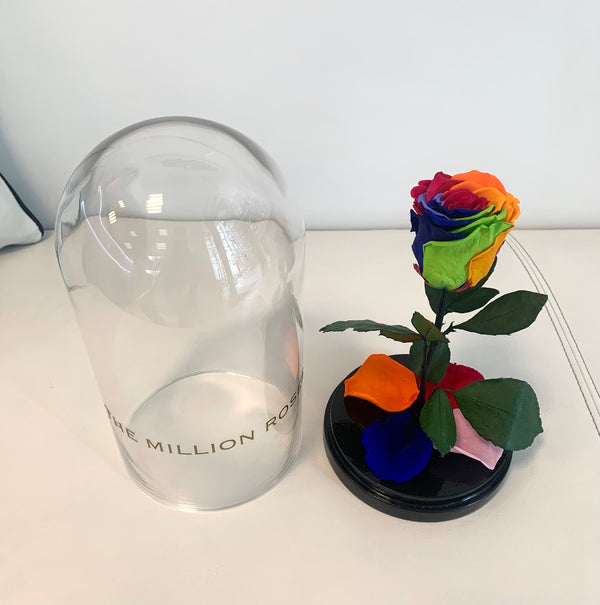 Ruža v skle, rainbow - The Million Roses Slovakia