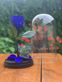 Ruža v skle, blue - The Million Roses Slovakia