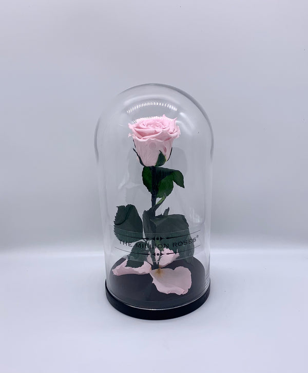 Ruža v skle, pink - The Million Roses Slovakia