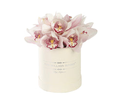 Basic - White Orchids - Vanilla Box - The Million Roses Slovakia